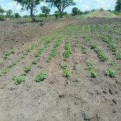 Farming Initiatives