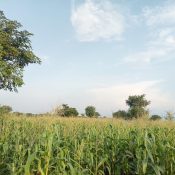 Farming Initiatives