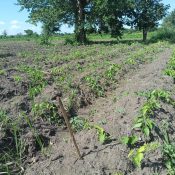 Farming Initiatives