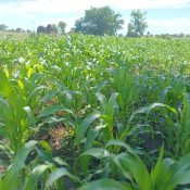 Farming Initiatives