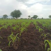 Farming Initiatives